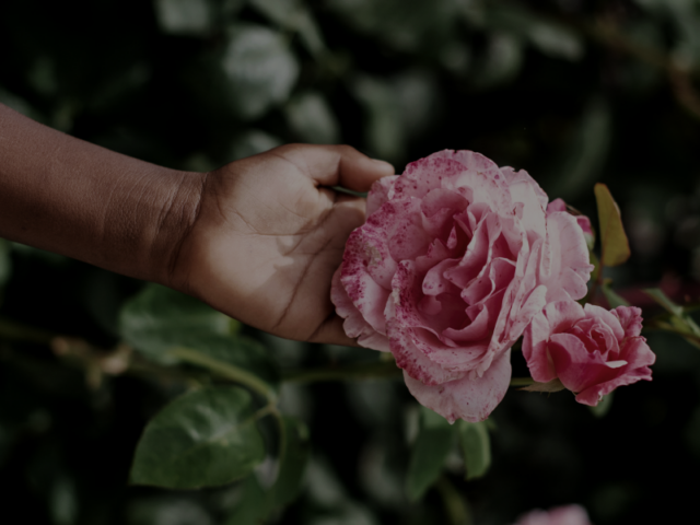 photo of a hand going behind an open pink rose.
