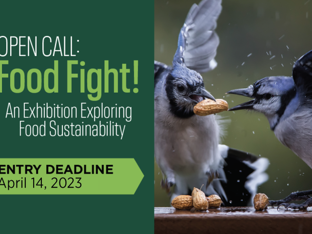 Photo on the right of two birds fighting over a peanut. On the left a graphic with the words Open Call: Food Fight. Exhibition Exploring Food Sustainability.