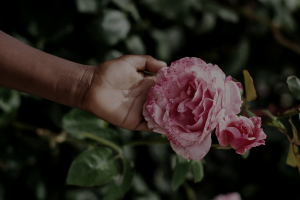 photo of a hand going behind an open pink rose.