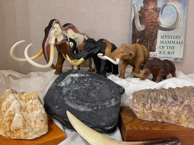 image of a anthropological kit showing rock, bones tucks and mammoth models.