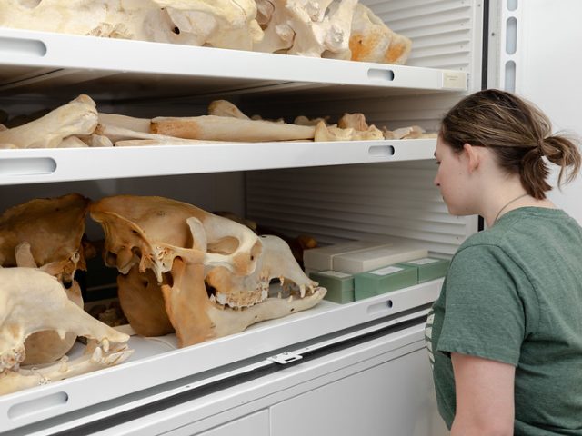 An MSU student in a green shirt looks at animal skulls and bones in a white cabinet in the natural science collections area at the MSU Museum.