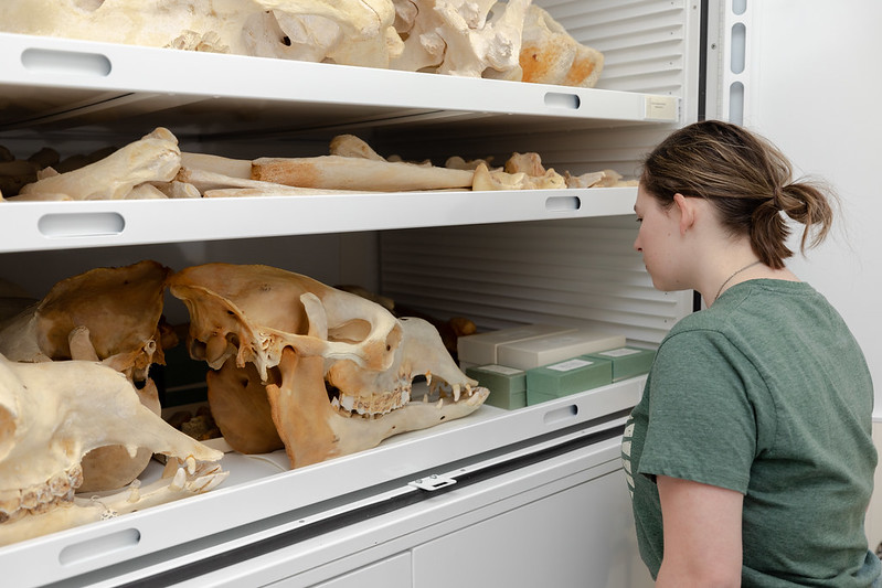 Skeletons, Jaws, and Jars: A Tour of the MSU Museum Vertebrate Collections