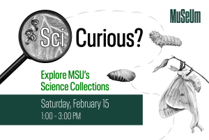 A promotional graphic for SciCurious, an event at the MSU Museum. The design features a magnifying glass highlighting the word "Sci" in "SciCurious?" with an image of insects on a leaf inside the lens. A dotted path connects illustrations of insect metamorphosis stages, leading to a detailed drawing of a moth on a branch. The event details, "Explore MSU’s Science Collections," are written in green text, with the date and time, "Saturday, February 15, 1:00 – 3:00 PM," displayed below in white text on a dark green background. The MSU Museum logo appears in the upper right corner.