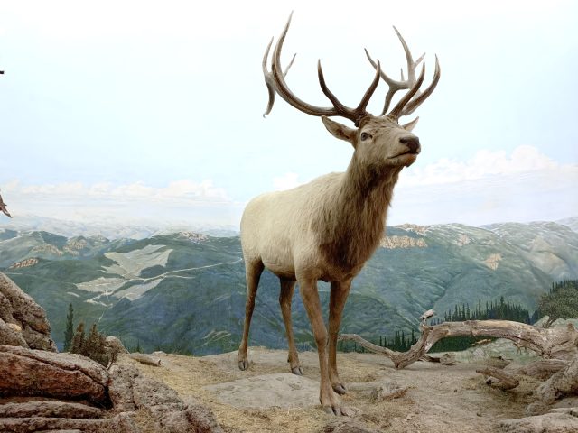 High in the Rocky Mountains in summer, a male elk with large antlers looks forward, as he stands on a surface of dirt and rock. Far in the distance, the mountains covered with green trees and bright white snow caps spread out wide, meeting the blue sky filled with puffy, white clouds. A marmot, a type of ground squirrel, with its brown, furry body and short brown legs lurks on a ledge nearby. Meanwhile, perched on a fallen branch, is a small, dark gray bird with black wings called a Clark’s Nutcracker. In the mural, a golden eagle soars with outstretched wings in the vast open space between the animals’ locations and the mountains behind them. In the painted mural at the back of the diorama, large empty spots amid the sea of green on the mountains show where people have been logging.
