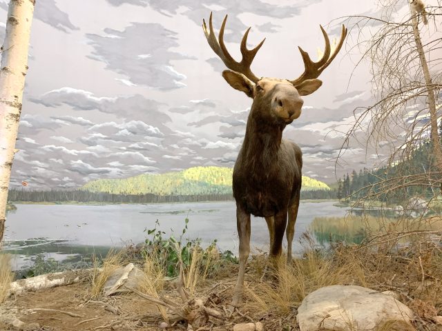 It’s autumn, and the trees have lost most of their leaves. Tall jack pines and waving grasses ring the shore of a lake in southern Ontario, where a dark brown bull moose appears near the shore. The largest member of the deer family stands tall, his head raised, and his body angled toward us. His large, beam-like antlers with broad, flat points stretch wide across his head. The moose’s face is long, with a loose fold of skin called a “dewlap” under its chin. Amid the boulders, dry grasses, and leafless trees, the moose shares this habitat with other animals, including a gray jay and a blue jay, perched on nearby branches. A beaver dam and gnawed stump lie in the distance under the gray, cloudy sky. A red and yellow floatplane is beginning to descend onto the water, bringing people into the boreal forest.