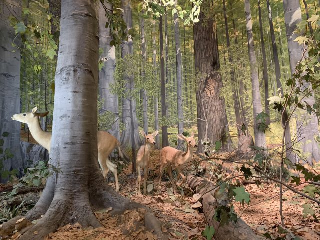 Underneath a canopy of towering maple and beech trees, a white-tailed deer and her two small fawns scan the area around them. The doe keeps a watchful eye to the left of the scene, while the white-spotted fawns peer off to the right. Below them, brown leaves carpet the forest floor. A ruffed grouse with its long, fan-shaped tail flies to the right above a fallen log, while mushrooms and bracket fungus grow from beneath. Other animals share the tranquil forest scene, including a brown fox squirrel with its bushy tail; and a black and white striped skunk wandering through the leaf litter. Behind the specimens, a painted mural of beech and maple trees makes the forest seem to extend into the distance.