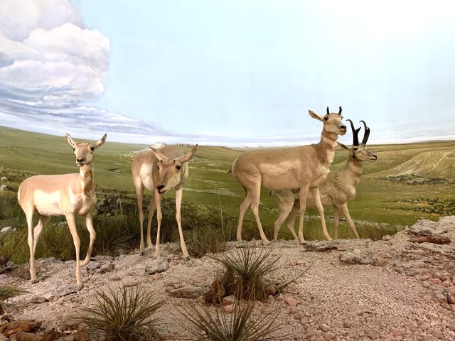 On a rocky outcrop in a vast sea of grass, four tan-colored hoofed mammals known as pronghorn antelopes graze on grasses and other plants. These pronghorns stand about 4 feet (1.2 meters) tall and smaller. Their short fur features white underbellies and banding around their cream-colored throats. A fawn and a doe stand on slender legs, gazing off to the left. Another doe and a buck with dark-brown, Y-shaped antlers stand nearby, looking off to the right. Beneath their hooves, sparse patches of yucca sprout from the rocky soil of this flat-topped hill. Behind the antelope, the grassland spreads out in all directions. The wide prairie sky with puffy white clouds is a blue dome above them.