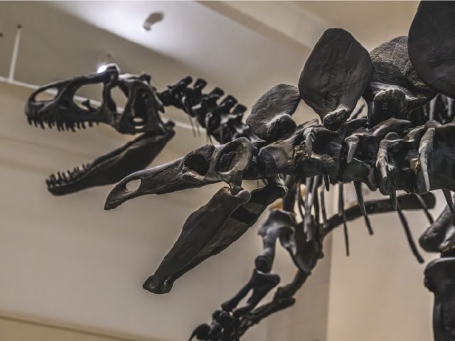 A closeup of two fully articulated cast of Jurassic dinosaur skeletons. Closest is the Stegosaurus, behind an Allosaurus.