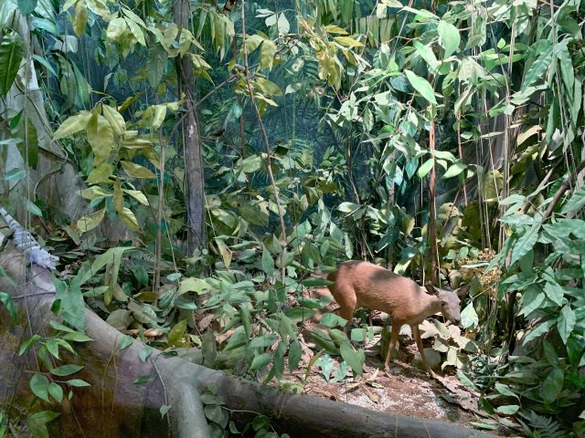 A diorama of a tropical rain forest scene in Mexico. The lush understory is densely filled with green foliage, vertical climbing vines, and multiple tree trunks. Dappled sunlight trickles down from the canopy. Darker, shadowy greens fill the background, and the scene grows brighter and lighter towards the front. Large, broad leaves capture what little sunlight filters through to the forest floor, and large woody vines and mosses cover the larger trees. A tiny brown deer, called a mazama or brocket deer, stands just right of center in the front clearing, seemingly peering out cautiously at the observer. It stands about 2 feet (0.6 meters) tall, with a stocky body, slender, and large ears that stick up on either side of its head. The ground is scattered with fallen leaves. From the left, a 2 inch (5 cm) long iguana perches on a large tree root growing along the foreground. The iguana is banded with light blue, black, and green stripes along its body to help it camouflage itself in the dense, green foliage from predators. In the background, up high and almost hidden, a toucan with its long beak and a spider monkey perch in the palm tree.