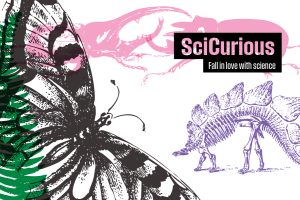 Illustrations of science collections fill the space, overlapping in different colors. Left, a large black and white butterfly. Across the top, two pink beetles. On the right, a stegosaurus skeleton. Text in two black boxes reads “SciCurious: Fall in Love with Science”
