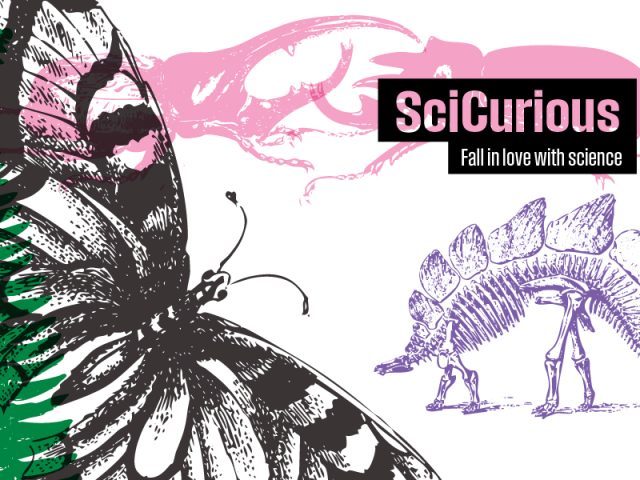 Illustrations of science collections fill the space, overlapping in different colors. Left, a large black and white butterfly. Across the top, two pink beetles. On the right, a stegosaurus skeleton. Text in two black boxes reads “SciCurious: Fall in Love with Science”