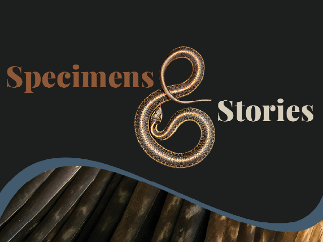 On a black background, serif text reads "Specimens & Stories" but the ampersand is replaced with a snake curling into the same shape. A decorative swoop at the bottom shows a macro photo of brown and black feathers.