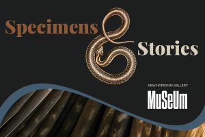 Promotional graphic for Specimens & Stories featuring the title in brown and cream lettering on a black background. A coiled snake forms the ampersand, with a close-up image of feathers along the bottom, framed by a curved blue border.