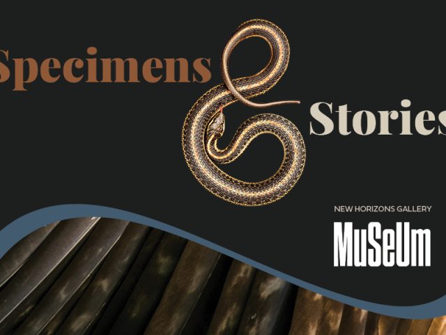 Promotional graphic for Specimens & Stories featuring the title in brown and cream lettering on a black background. A coiled snake forms the ampersand, with a close-up image of feathers along the bottom, framed by a curved blue border.