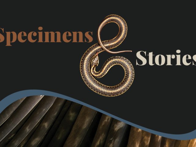 Promotional graphic for Specimens & Stories featuring the title in brown and cream lettering on a black background. A coiled snake forms the ampersand, with a close-up image of feathers along the bottom, framed by a curved blue border.